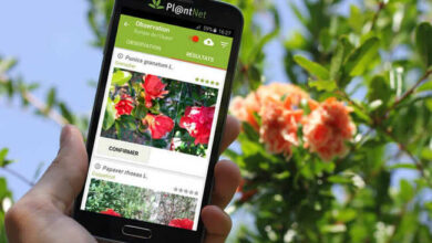 Aplicativo para Identificar Plantas